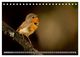 Thumbnail-14