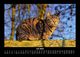Thumbnail-11