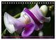 Thumbnail-12