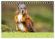 Thumbnail-11