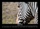 Thumbnail-12