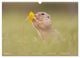 Thumbnail-10