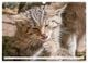 Thumbnail-12