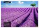 Thumbnail-11