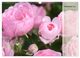Thumbnail-14