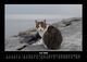 Thumbnail-10
