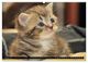 Thumbnail-12