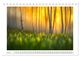Thumbnail-12
