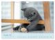 Thumbnail-13