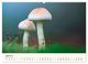 Thumbnail-11