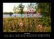 Thumbnail-10