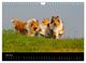 Thumbnail-11