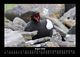 Thumbnail-12