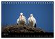 Thumbnail-9