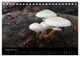 Thumbnail-11
