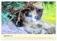 Thumbnail-11