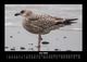 Thumbnail-10