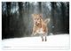 Thumbnail-13