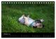 Thumbnail-12