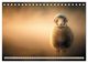 Thumbnail-13