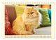 Thumbnail-12