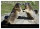 Thumbnail-12