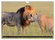 Thumbnail-13
