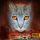Artikelbild von Warrior Cats. Vor dem Sturm