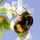 Artikelbild von The bumble bee's flight
