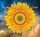 Artikelbild von Calm In The Eye Of The Storm