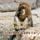 Artikelbild von THE BAFUT BEAGLES