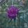 Artikelbild von A Flower Is A Lovesome Thing