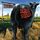 Artikelbild von Dude Ranch
