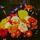 Artikelbild von The Teardrop Explodes: Wilder