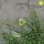 Artikelbild von AGE OF IVY: PRESS PLAY