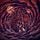 Artikelbild von Disharmonium - Undreamable Abysses