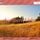 Artikelbild von Northern Light