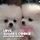 Artikelbild von Love, Sugar and Cookie
