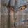 Artikelbild von Into The Woodwork