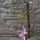 Artikelbild von The Bassoon abroad or: Foreign Composers in Britai