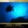 Artikelbild von The Turtles of Tasman