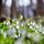 Artikelbild von Spring in the English quarters