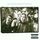 Artikelbild von Rotten Apples: Greatest Hits