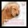 Artikelbild von Heilmusik f&uuml;r Hunde