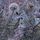 Artikelbild von Anthronomicon (Jewel Case)