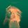 Artikelbild von White Bear