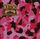Artikelbild von Rosa Armee Fraktion