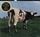 Artikelbild von Atom Heart Mother