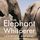 Artikelbild von The Elephant Whisperer