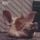 Artikelbild von FABRICLIVE 82: Ed Rush & Optical